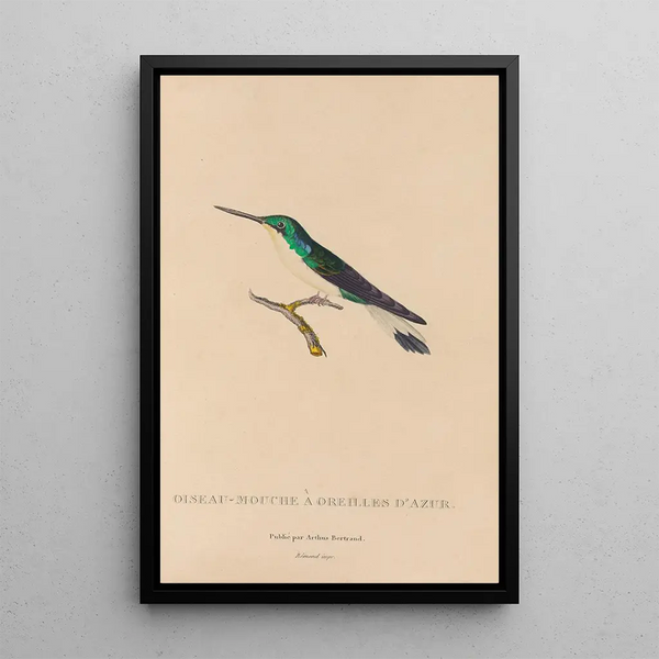 Histoire naturelle des oiseaux-mouches Pl10 - René Primevère Lesson — gerahmtes Bild an der Wand