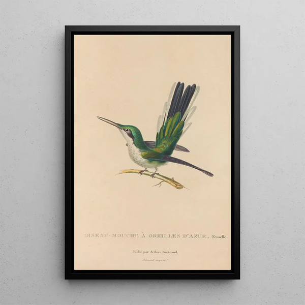 Histoire naturelle des oiseaux-mouches Pl11 - René Primevère Lesson — gerahmtes Bild an der Wand