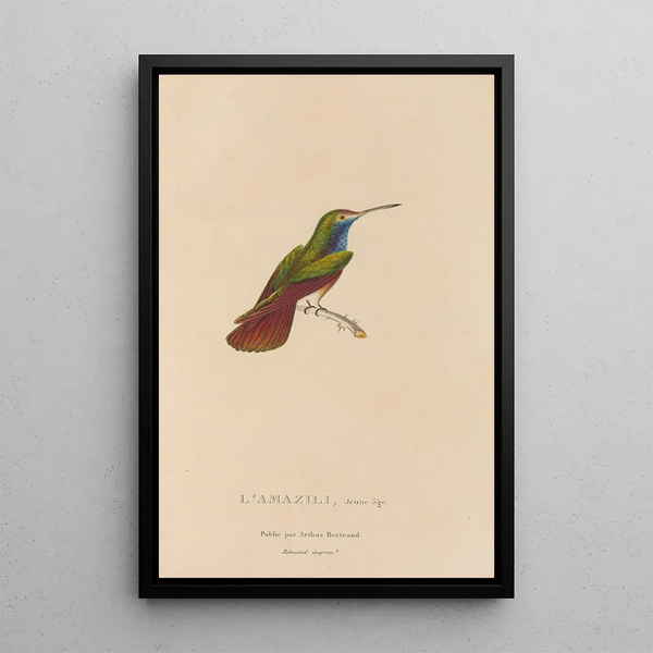 Histoire naturelle des oiseaux-mouches Pl12 - René Primevère Lesson — gerahmtes Bild an der Wand