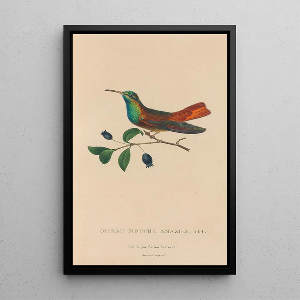 Histoire naturelle des oiseaux-mouches Pl13 - René Primevère Lesson — gerahmtes Bild an der Wand