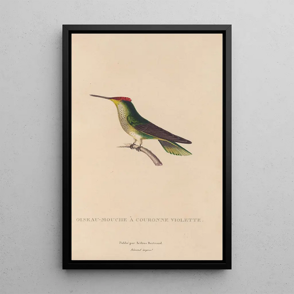 Histoire naturelle des oiseaux-mouches Pl14 - René Primevère Lesson — gerahmtes Bild an der Wand