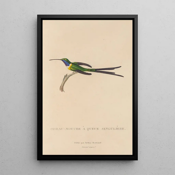 Histoire naturelle des oiseaux-mouches Pl15 - René Primevère Lesson — gerahmtes Bild an der Wand