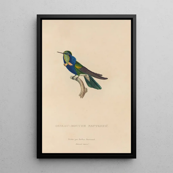 Histoire naturelle des oiseaux-mouches Pl16 - René Primevère Lesson — gerahmtes Bild an der Wand