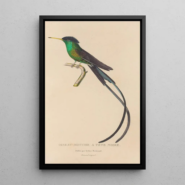 Histoire naturelle des oiseaux-mouches Pl17 - René Primevère Lesson — gerahmtes Bild an der Wand