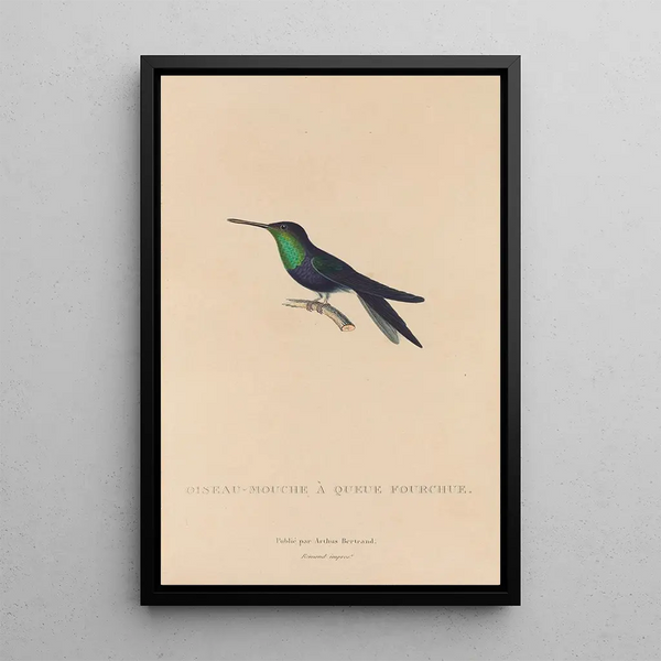 Histoire naturelle des oiseaux-mouches Pl18 - René Primevère Lesson — gerahmtes Bild an der Wand