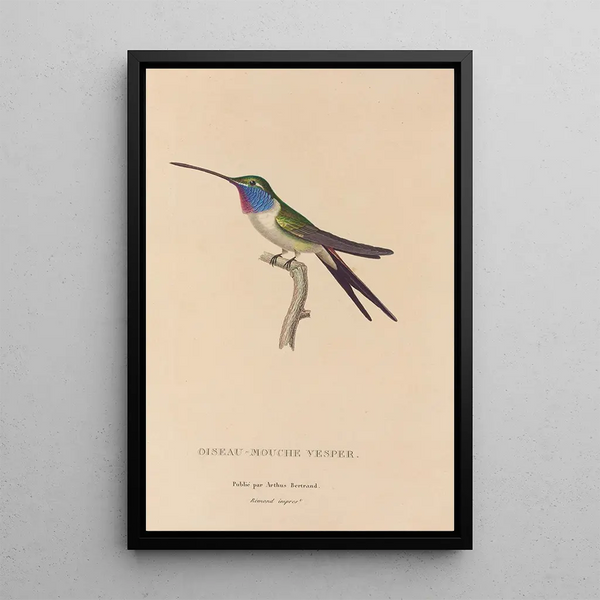 Histoire naturelle des oiseaux-mouches Pl19 - René Primevère Lesson — gerahmtes Bild an der Wand