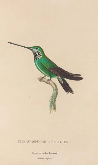 RenPrimevre Lesson - Histoire naturelle des oiseauxmouches Pl20.webp