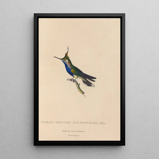 RenPrimevre Lesson - Histoire naturelle des oiseauxmouches Pl23.webp