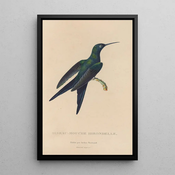 Histoire naturelle des oiseaux-mouches Pl25 - René Primevère Lesson — gerahmtes Bild an der Wand