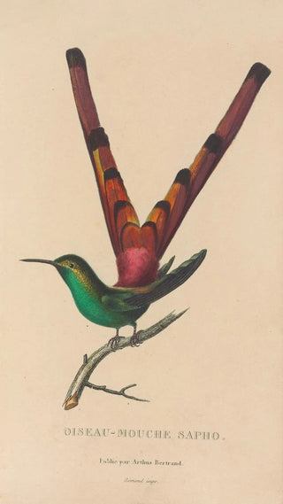 RenPrimevre Lesson - Histoire naturelle des oiseauxmouches Pl27.webp