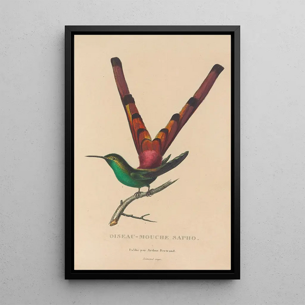 Histoire naturelle des oiseaux-mouches Pl27 - René Primevère Lesson — gerahmtes Bild an der Wand