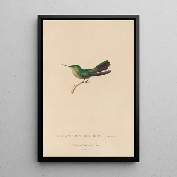 Histoire naturelle des oiseaux-mouches Pl32 - René Primevère Lesson — gerahmtes Bild an der Wand