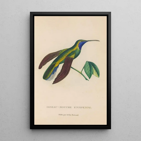 Histoire naturelle des oiseaux-mouches Pl35 - René Primevère Lesson — gerahmtes Bild an der Wand