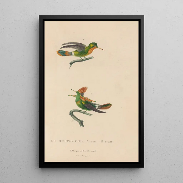 Histoire naturelle des oiseaux-mouches Pl41 - René Primevère Lesson — gerahmtes Bild an der Wand