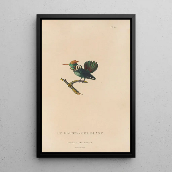 Histoire naturelle des oiseaux-mouches Pl42 - René Primevère Lesson — gerahmtes Bild an der Wand