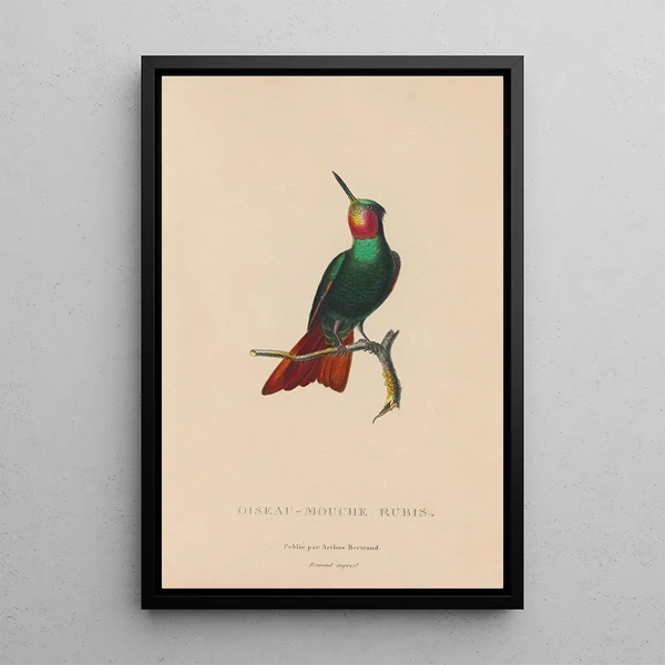 Histoire naturelle des oiseaux-mouches Pl44 - René Primevère Lesson — gerahmtes Bild an der Wand