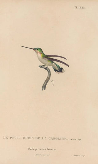 RenPrimevre Lesson - Histoire naturelle des oiseauxmouches Pl49.webp