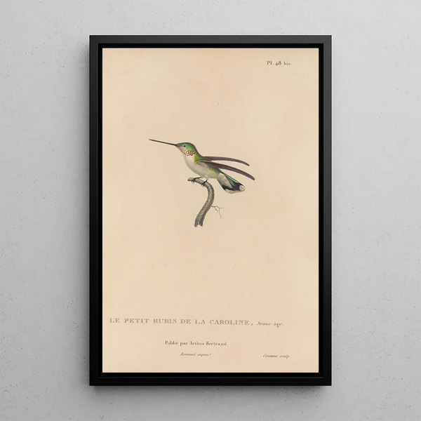 Histoire naturelle des oiseaux-mouches Pl49 - René Primevère Lesson — gerahmtes Bild an der Wand