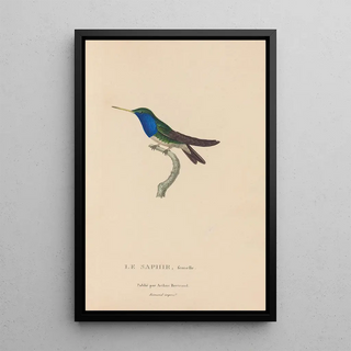 RenPrimevre Lesson - Histoire naturelle des oiseauxmouches Pl57.webp