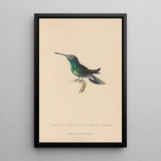 RenPrimevre Lesson - Histoire naturelle des oiseauxmouches Pl63.webp