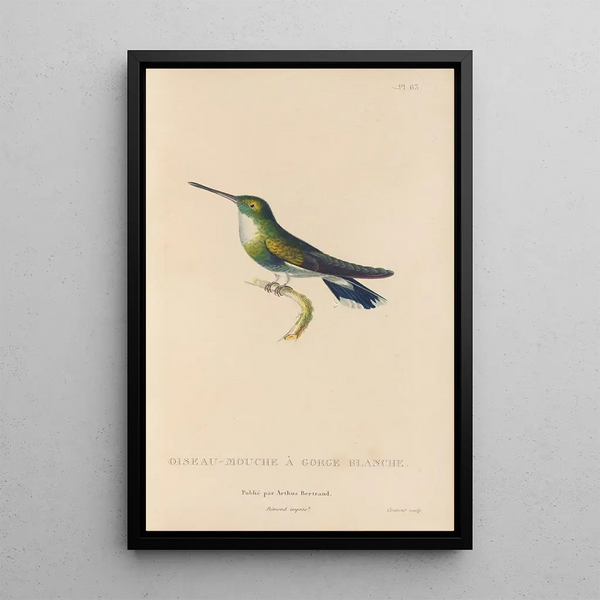 Histoire naturelle des oiseaux-mouches Pl64 - René Primevère Lesson — gerahmtes Bild an der Wand