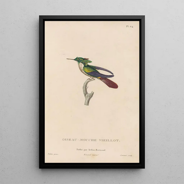 Histoire naturelle des oiseaux-mouches Pl65 - René Primevère Lesson — gerahmtes Bild an der Wand