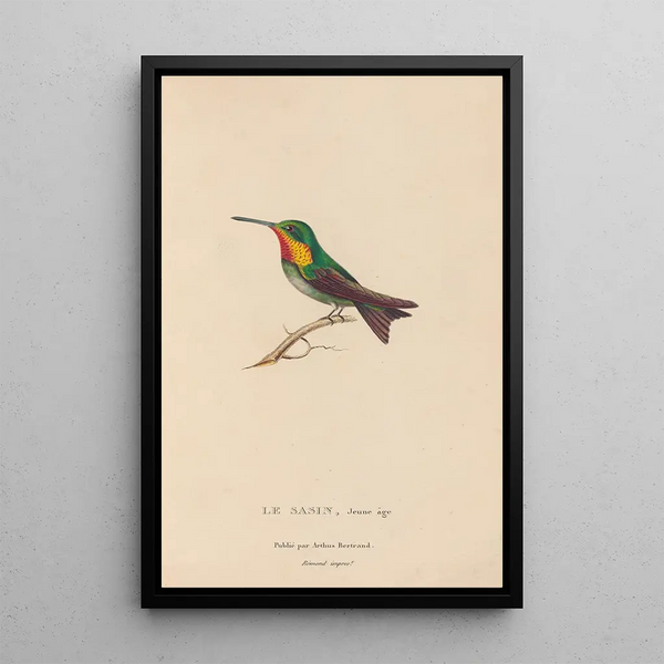 Histoire naturelle des oiseaux-mouches Pl68 - René Primevère Lesson — gerahmtes Bild an der Wand
