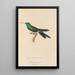 Histoire naturelle des oiseaux-mouches Pl71 - René Primevère Lesson — gerahmtes Bild an der Wand