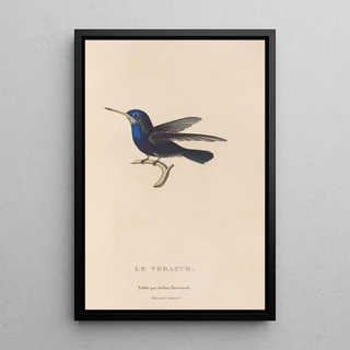 RenPrimevre Lesson - Histoire naturelle des oiseauxmouches Pl72.webp