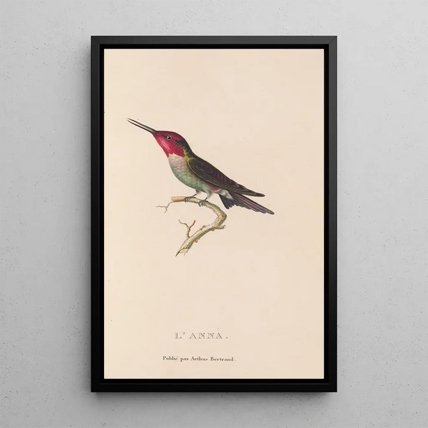 Histoire naturelle des oiseaux-mouches Pl75 - René Primevère Lesson — gerahmtes Bild an der Wand