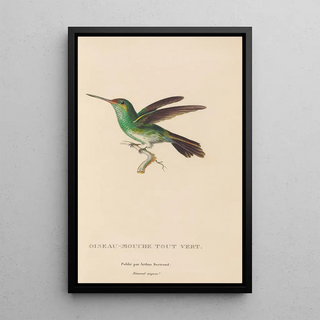 RenPrimevre Lesson - Histoire naturelle des oiseauxmouches Pl76.webp