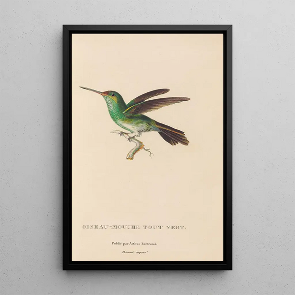 Histoire naturelle des oiseaux-mouches Pl76 - René Primevère Lesson — gerahmtes Bild an der Wand