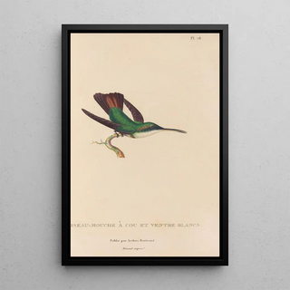 RenPrimevre Lesson - Histoire naturelle des oiseauxmouches Pl79.webp