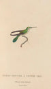 Histoire naturelle des oiseaux-mouches Pl80 - René Primevère Lesson — Ansicht des Kunstwerks
