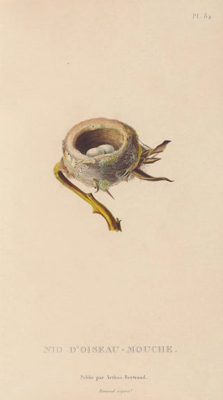 RenPrimevre Lesson - Histoire naturelle des oiseauxmouches Pl85.webp