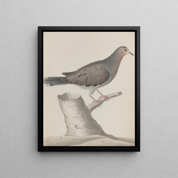 Ren de Rabi - Natural history of Saint Domingue Pl020.webp