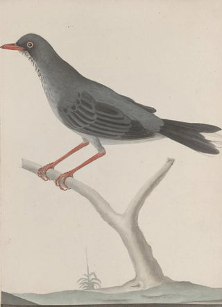 Ren de Rabi - Natural history of Saint Domingue Pl023.webp