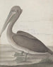 Naturgeschichte von Saint-Domingue Pl040 - René de Rabi — Ansicht des Kunstwerks