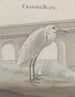 Naturgeschichte von Saint-Domingue Pl054 - René de Rabi — Ansicht des Kunstwerks
