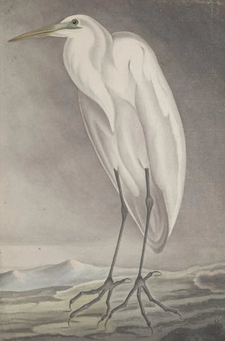 Ren de Rabi - Natural history of Saint Domingue Pl056.webp