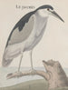 Naturgeschichte von Saint-Domingue Pl057 - René de Rabi — Ansicht des Kunstwerks
