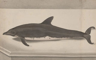 Ren de Rabi - Natural history of Saint Domingue Pl061.webp