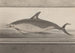 Histoire naturelle de Saint-Domingue Pl062 - René de Rabi — Ansicht des Kunstwerks