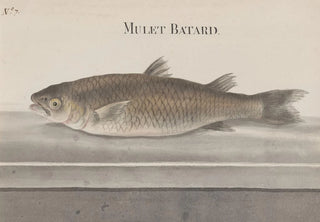 Ren de Rabi - Natural history of Saint Domingue Pl066.webp