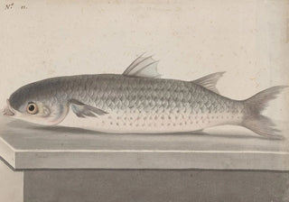 Ren de Rabi - Natural history of Saint Domingue Pl069.webp