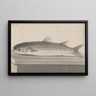 Ren de Rabi - Natural history of Saint Domingue Pl069.webp