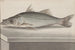 Naturgeschichte von Saint-Domingue Pl. 070 - René de Rabi — Ansicht des Kunstwerks