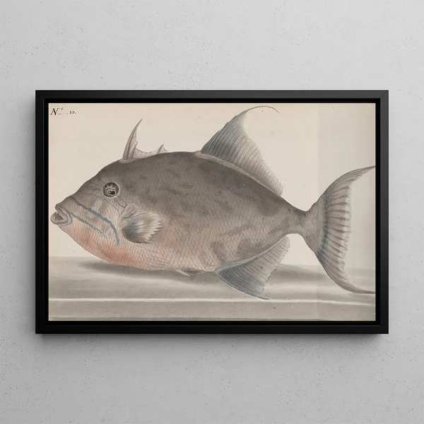 Naturgeschichte von Saint-Domingue Pl071 - René de Rabi — gerahmtes Bild an der Wand