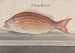 Naturgeschichte von Saint-Domingue Pl074 - René de Rabi — Ansicht des Kunstwerks