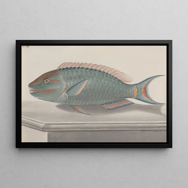 Naturgeschichte von Saint-Domingue Pl075 - René de Rabi — gerahmtes Bild an der Wand